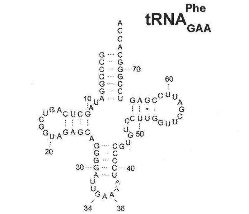 Mono charging system for selectively introducing non-native amino acids into proteins using an in vitro protein synthesis system