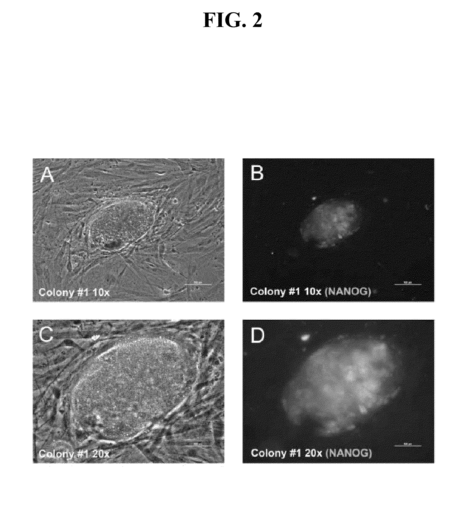 RNA preparations comprising purified modified RNA for reprogramming cells