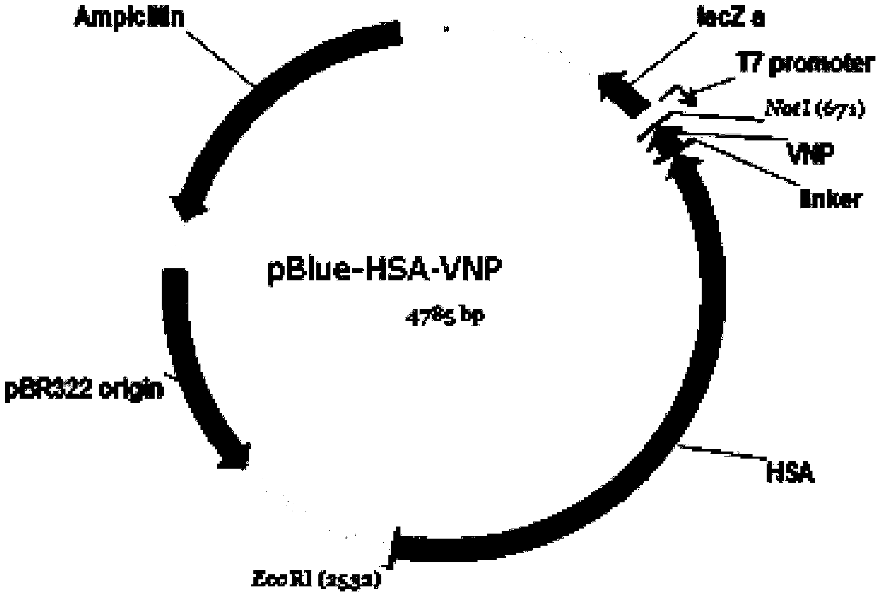 Fusion protein of human vasonatrin peptide and human serum albumin and preparation thereof