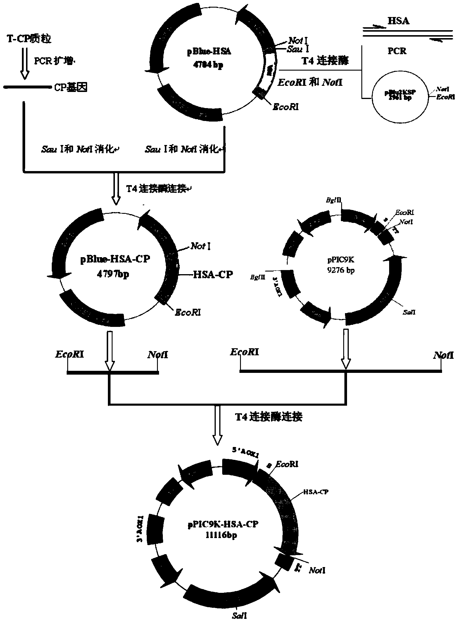 Fusion protein of human vasonatrin peptide and human serum albumin and preparation thereof