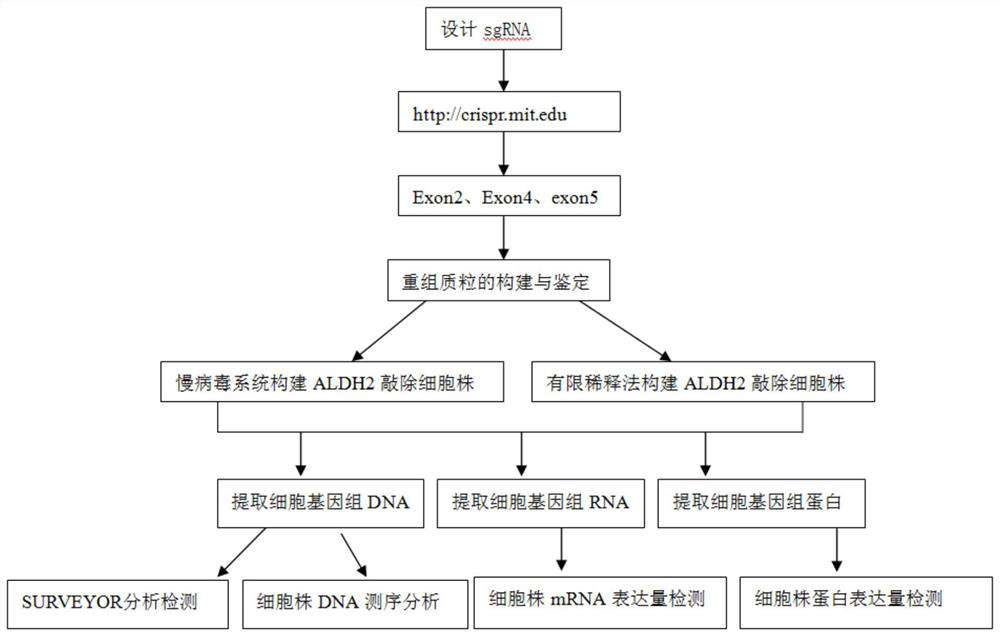 Construction method and application of sgRNA for knocking out human aldh2 gene, aldh2 gene deletion cell line