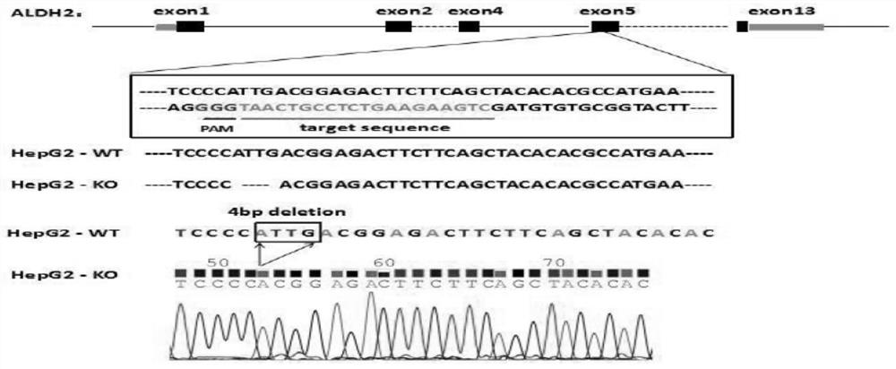 Construction method and application of sgRNA for knocking out human aldh2 gene, aldh2 gene deletion cell line