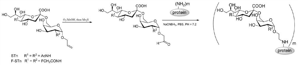 Glycoconjugate containing stn or f-stn and its preparation method and application in antitumor vaccine