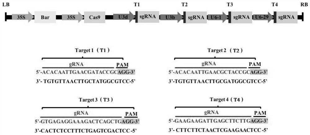 Method for specifically knocking out soybean SOC1 gene by CRISPR/Cas9 and application of method