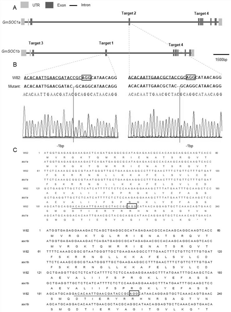 Method for specifically knocking out soybean SOC1 gene by CRISPR/Cas9 and application of method