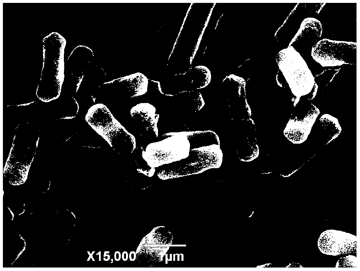 Prevention and control of Aspergillus flavus and toxins in crop storage period Shewanella algae and its application