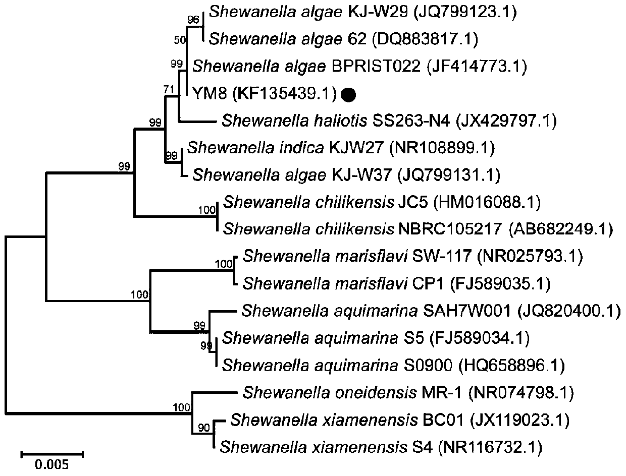 Prevention and control of Aspergillus flavus and toxins in crop storage period Shewanella algae and its application