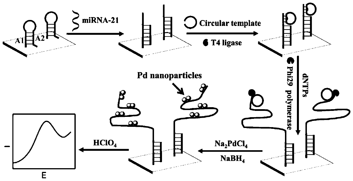 Electrochemical detection method for microRNAs based on rolling circle amplification mediated palladium nano-particles