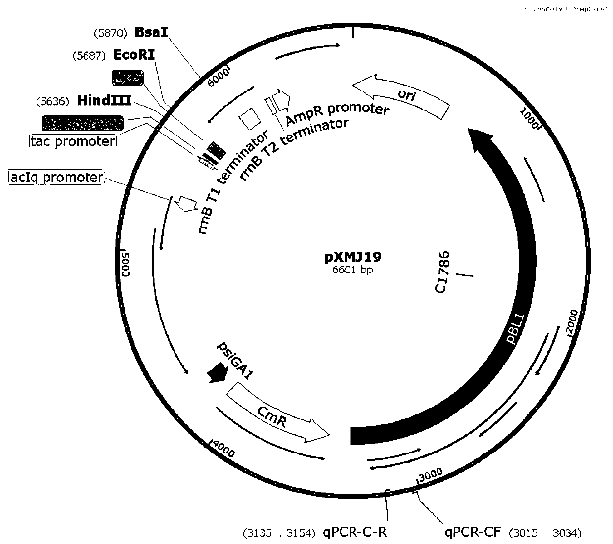 Expression plasmid with relatively high corynebacterium replication capability and construction method thereof