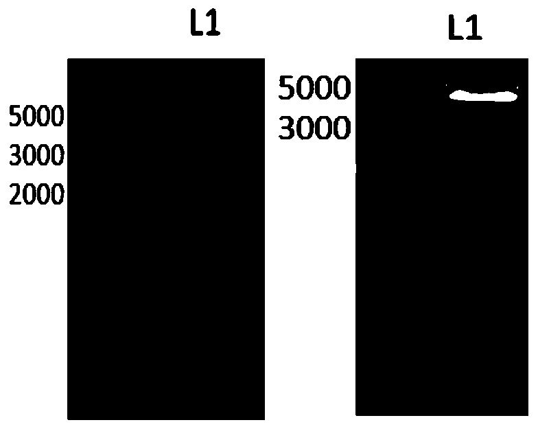 Expression plasmid with relatively high corynebacterium replication capability and construction method thereof