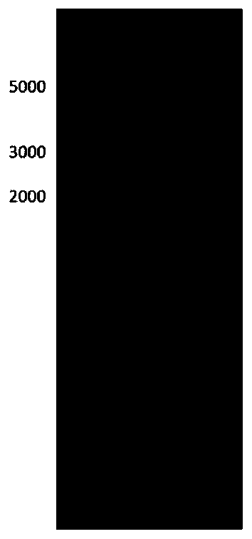 Expression plasmid with relatively high corynebacterium replication capability and construction method thereof