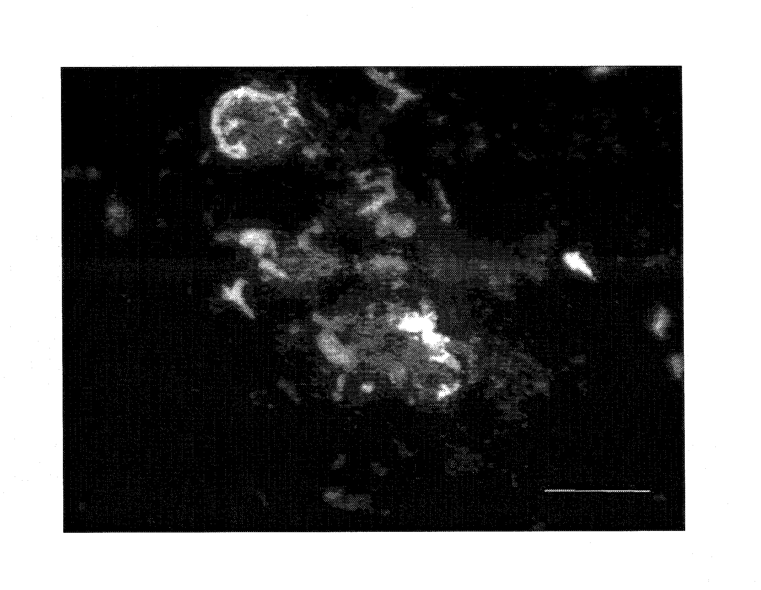 Method for stimulating mammalian cells and mammalian cell