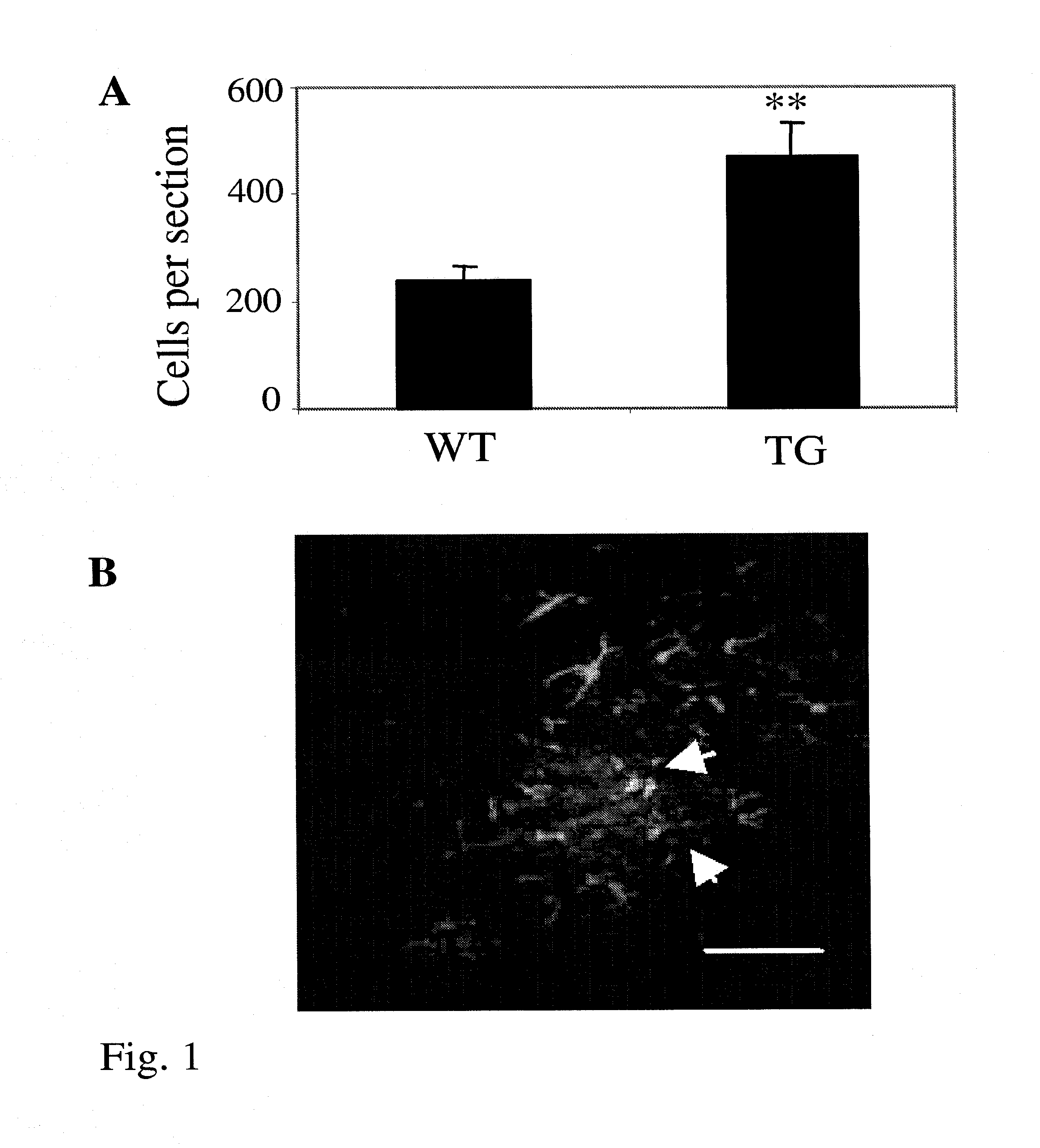 Method for stimulating mammalian cells and mammalian cell