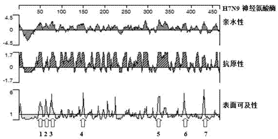 Polypeptide-ELISA (enzyme linked immunosorbent assay) kit for detecting H7N9 subtype avian influenza virus NA (neuraminidase) specific antibody