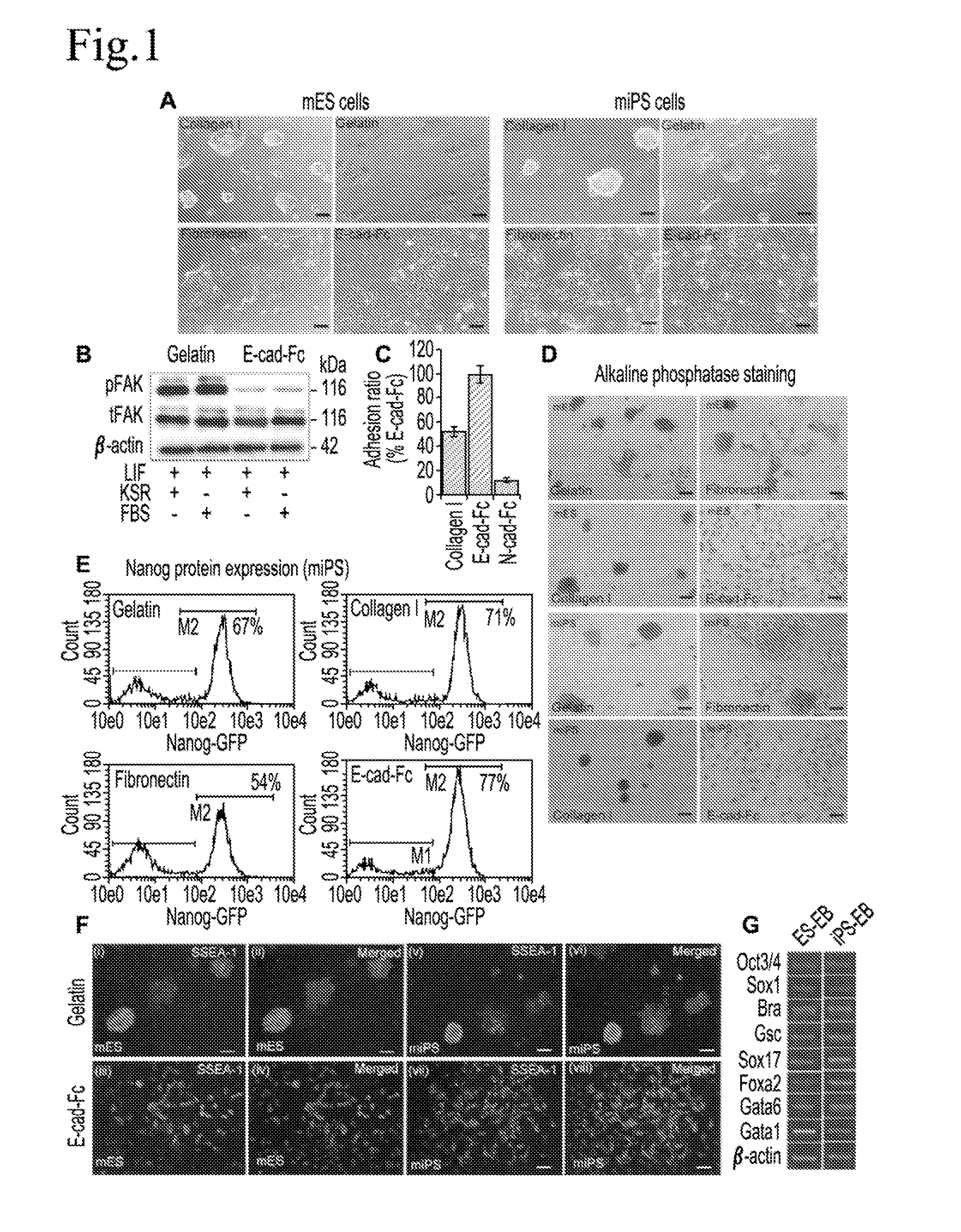 Cell culture substrate, and cell culturing method using the substrate and method for inducing differentiation of pluripotent stem cells using the substrate