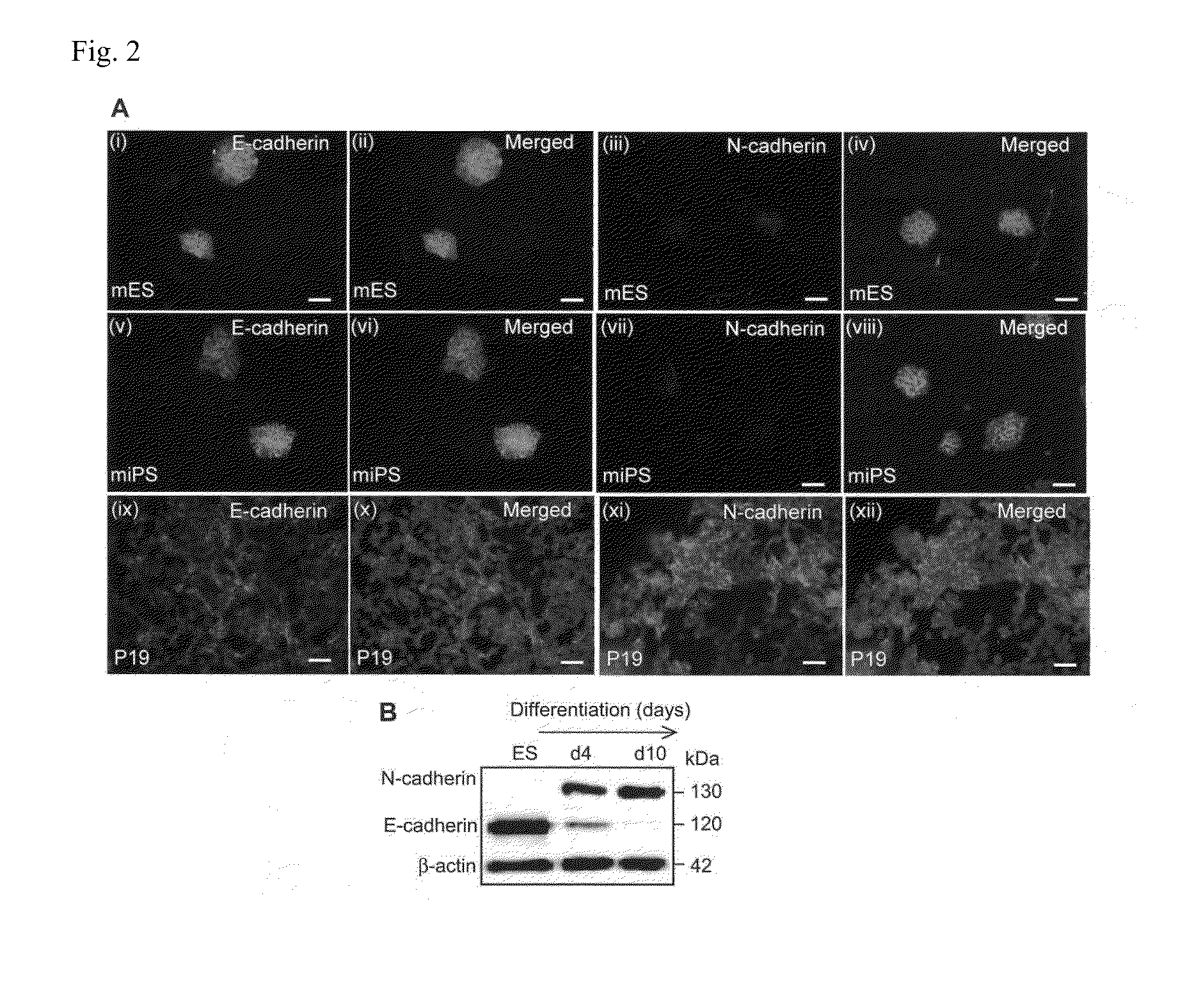 Cell culture substrate, and cell culturing method using the substrate and method for inducing differentiation of pluripotent stem cells using the substrate