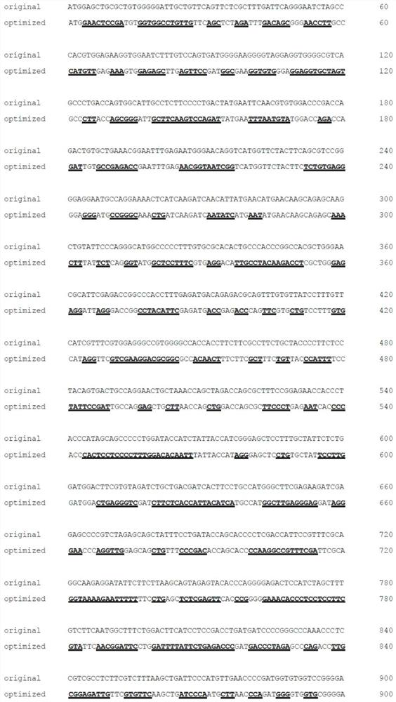 A kind of agbl5 nucleotide sequence encoding cytoplasmic carboxypeptidase-like protein 5 and its application