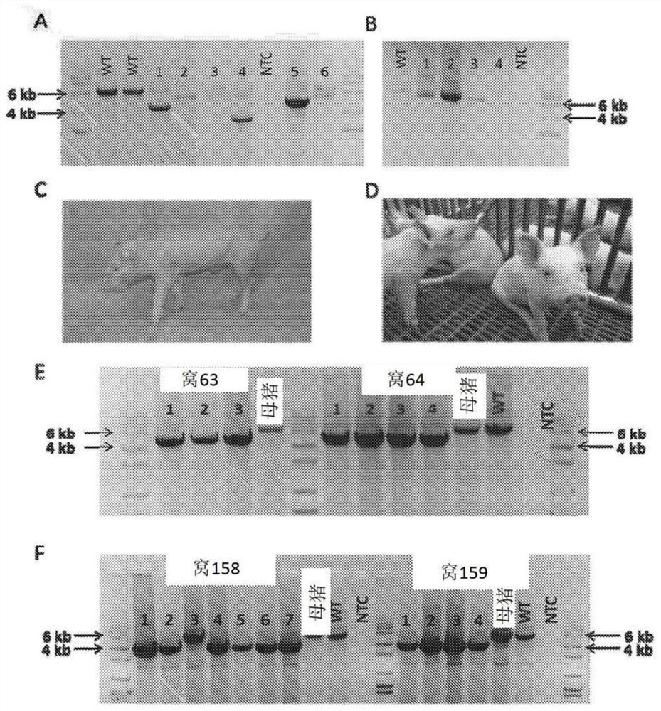 Pathogen-resistant animals having modified aminopeptidase n (ANPEP) genes