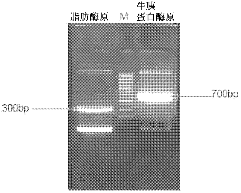 Novel prolipase-bovine trypsinogen fusion proteins