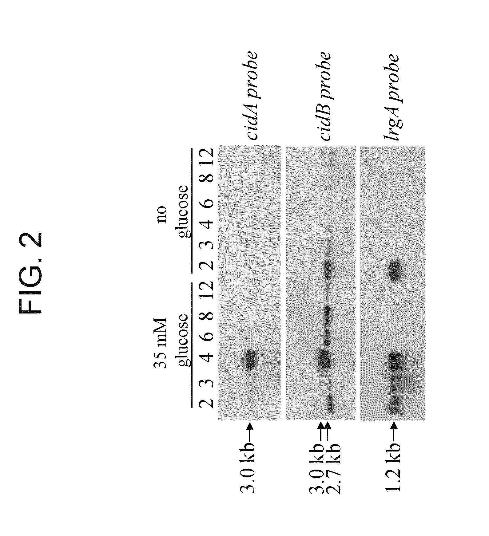 Methods for altering acetic acid production and enhancing cell death in bacteria