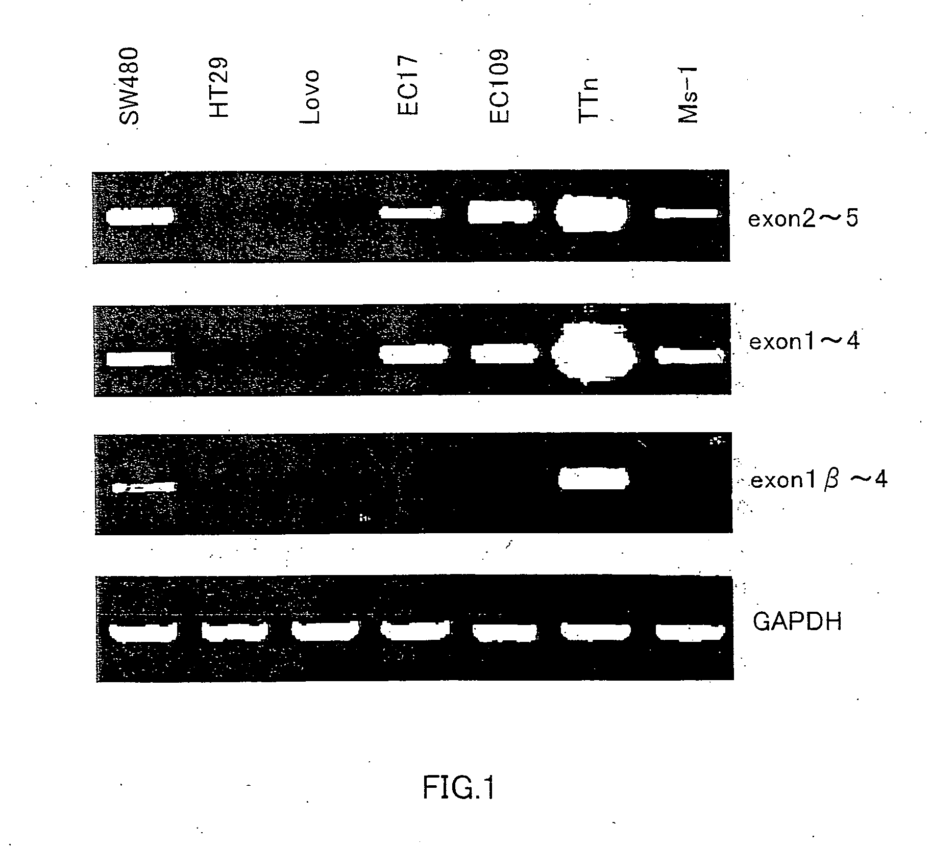 Exon 1 ss of pdgf alpha gene and utilization thereof