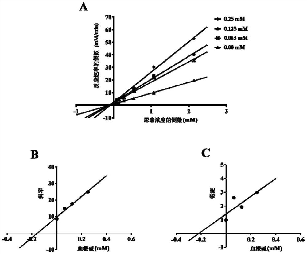 Application of sanguinarine in preparation of canavalia urease inhibitor