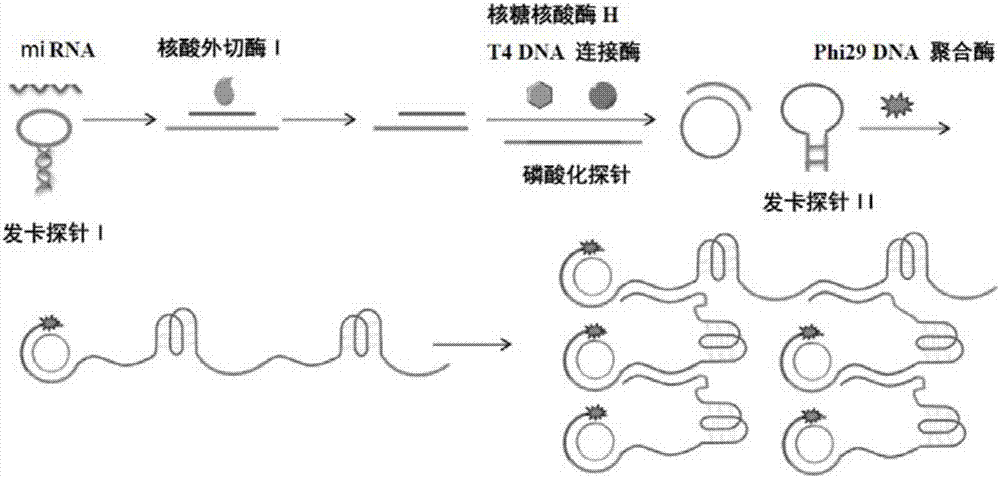 A visualized miRNA detecting method by utilizing an exonuclease reaction to generate primers and dendritic rolling circle amplification