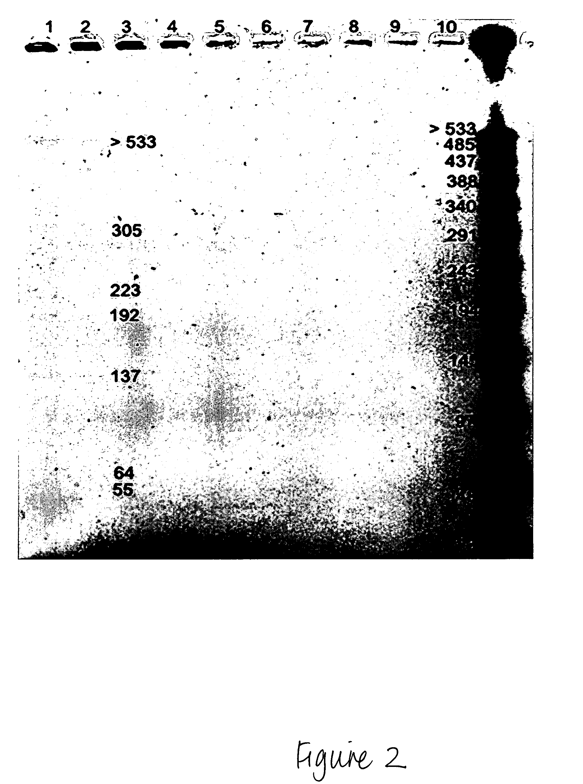 Methods for isolation of nucleic acids from prokaryotic spores