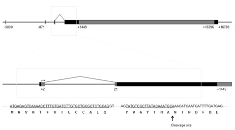 Silkworm fibroin heavy-chain gene mutation sequence and mutation method and application