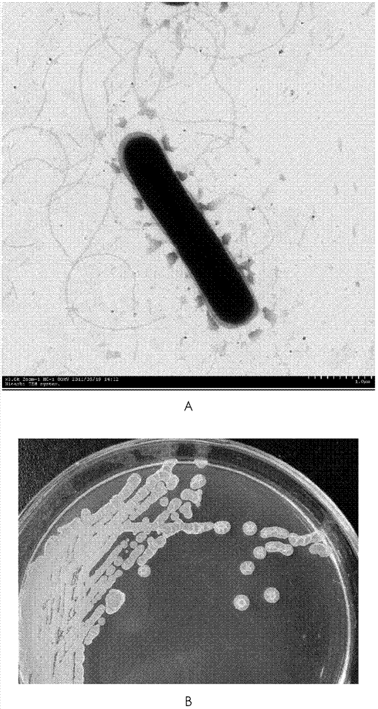 Baclillus subtilis used for controlling cotton verticillium wilt and application thereof