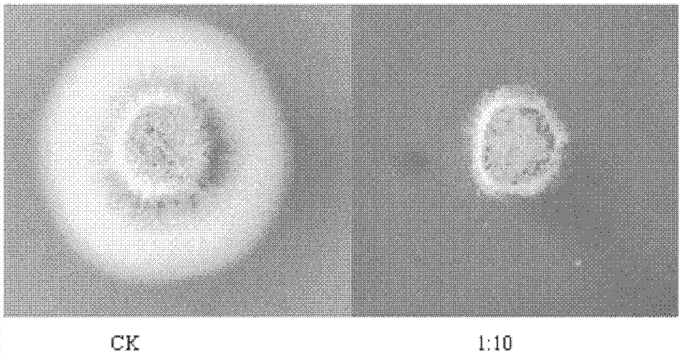 Baclillus subtilis used for controlling cotton verticillium wilt and application thereof