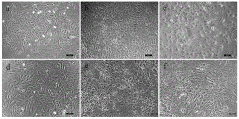 Poly-L-lactide-caprolactone copolymer (PLCL) three-dimensional porous scaffold, PLCL and collagen (PLCL-COL) composite scaffold and preparation methods of scaffolds