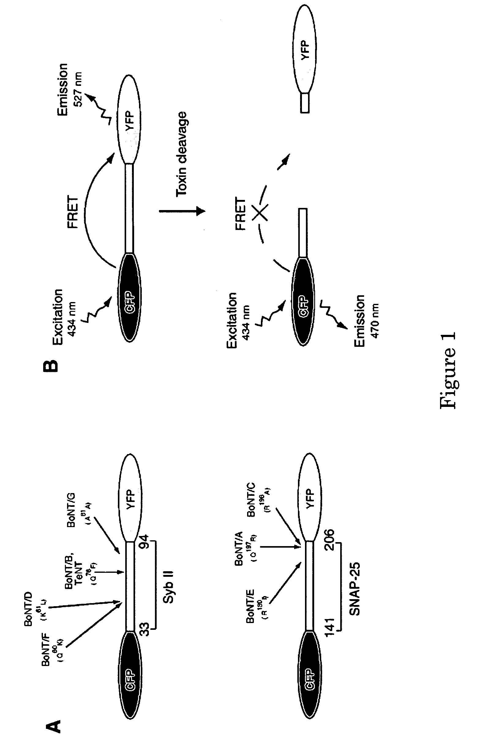 Method and compositions for detecting botulinum neurotoxin