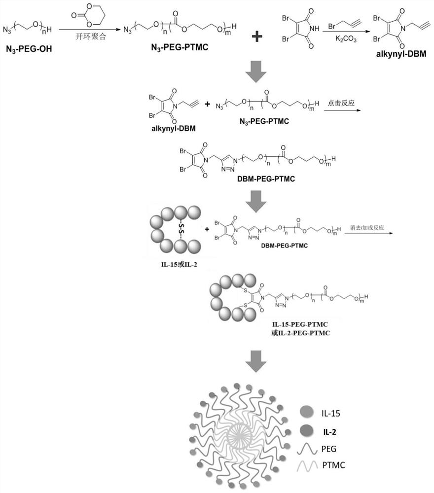 Preparation method and application of NK cell synergistic stimulation polymer micelle