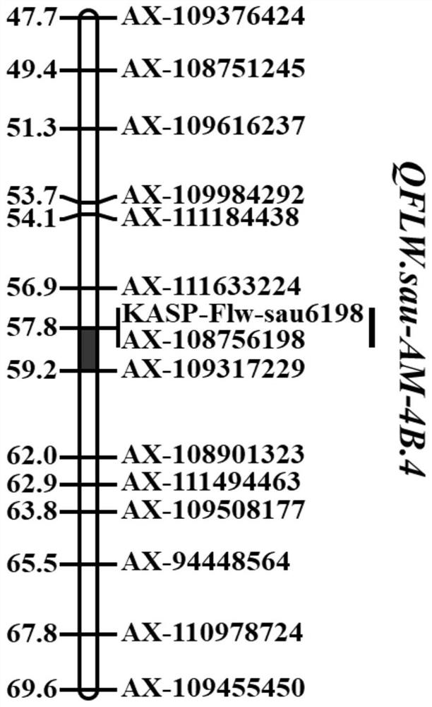 KASP-Flw-sau6198 molecular marker linked with wheat flag leaf width major QTL (quantitative trait locus) and application of KASP-Flw-sau6198 molecular marker