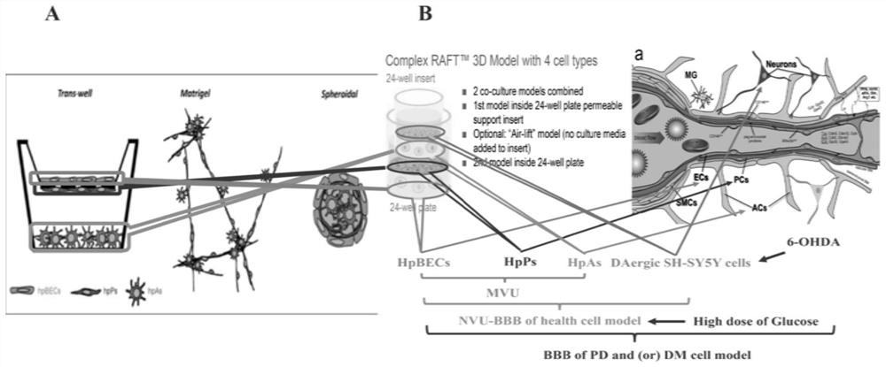 Method for establishing human blood-brain barrier model in vitro through 3D co-culture of four cells