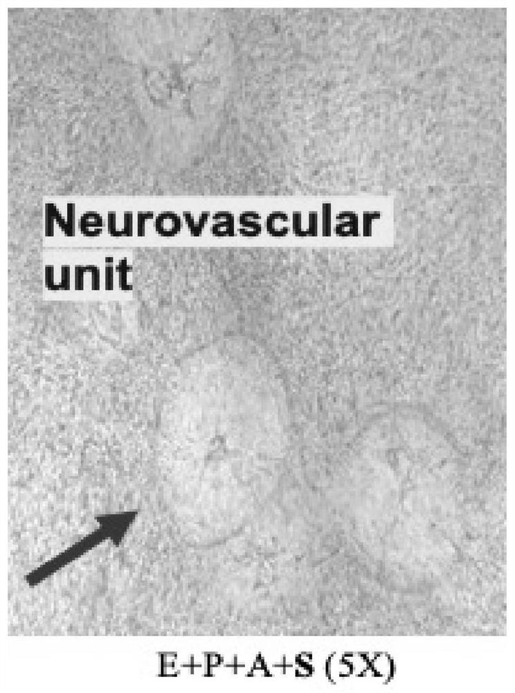 Method for establishing human blood-brain barrier model in vitro through 3D co-culture of four cells