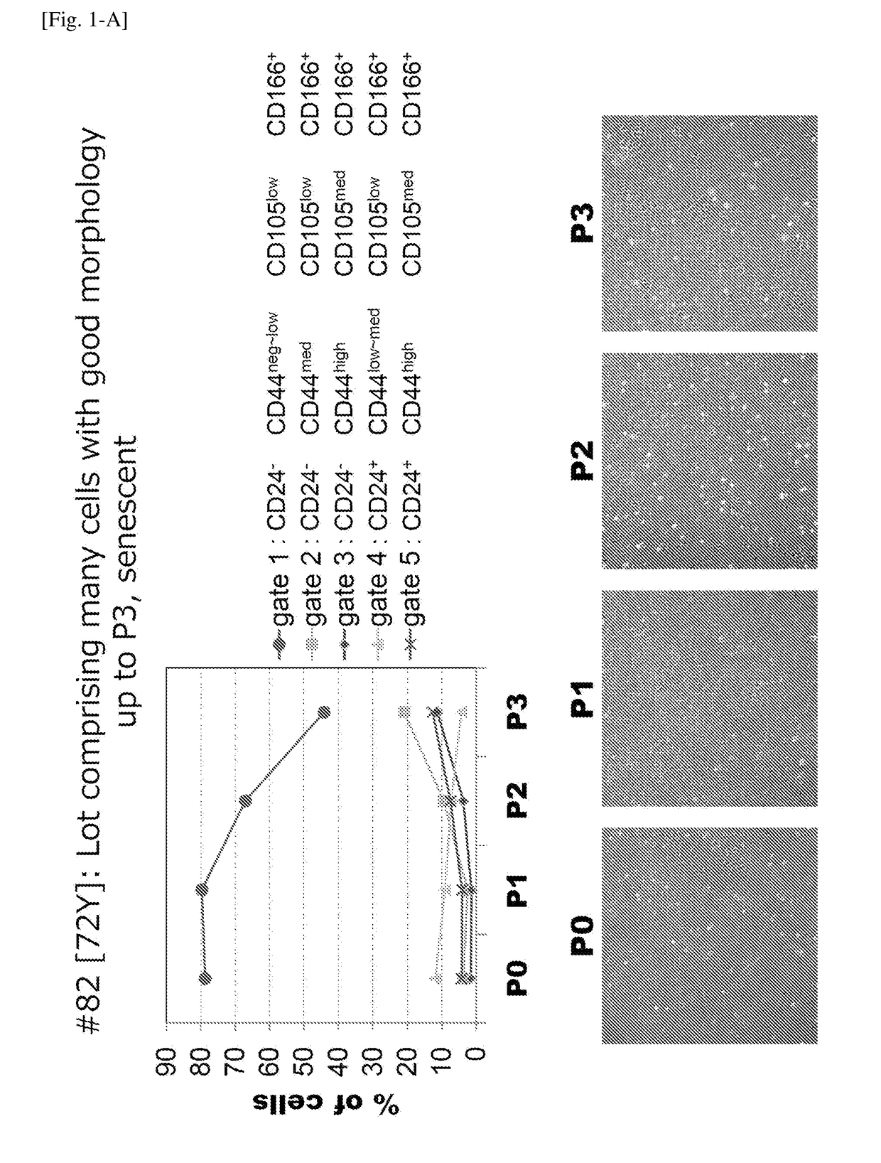 Human functional corneal endothelial cell and application thereof
