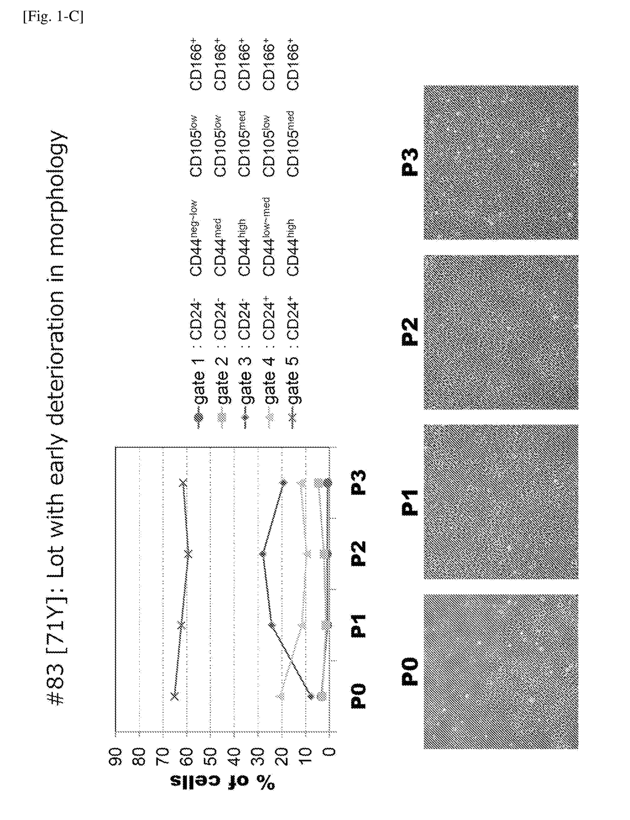 Human functional corneal endothelial cell and application thereof