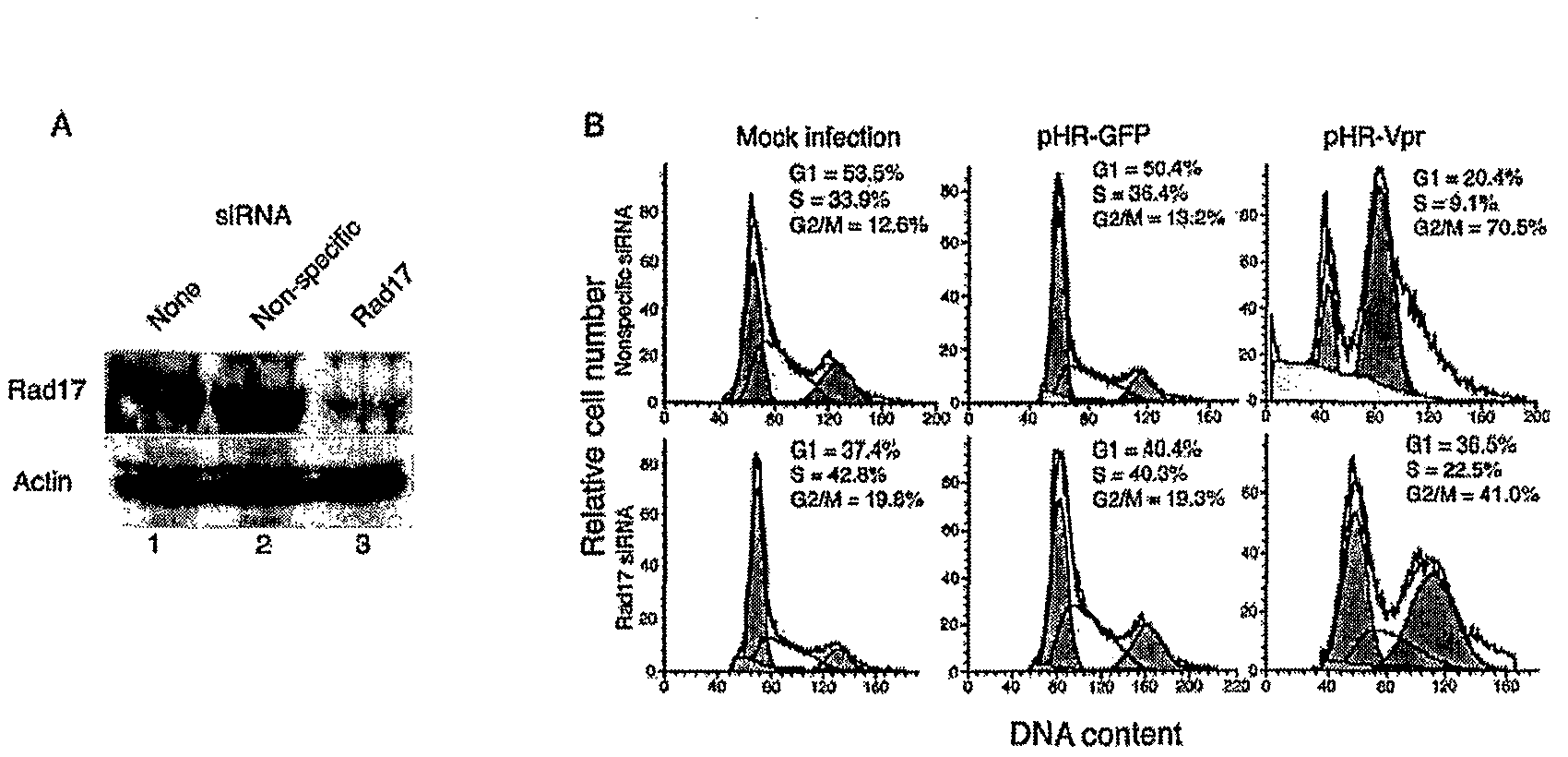 Cell cycle arrest and apoptosis