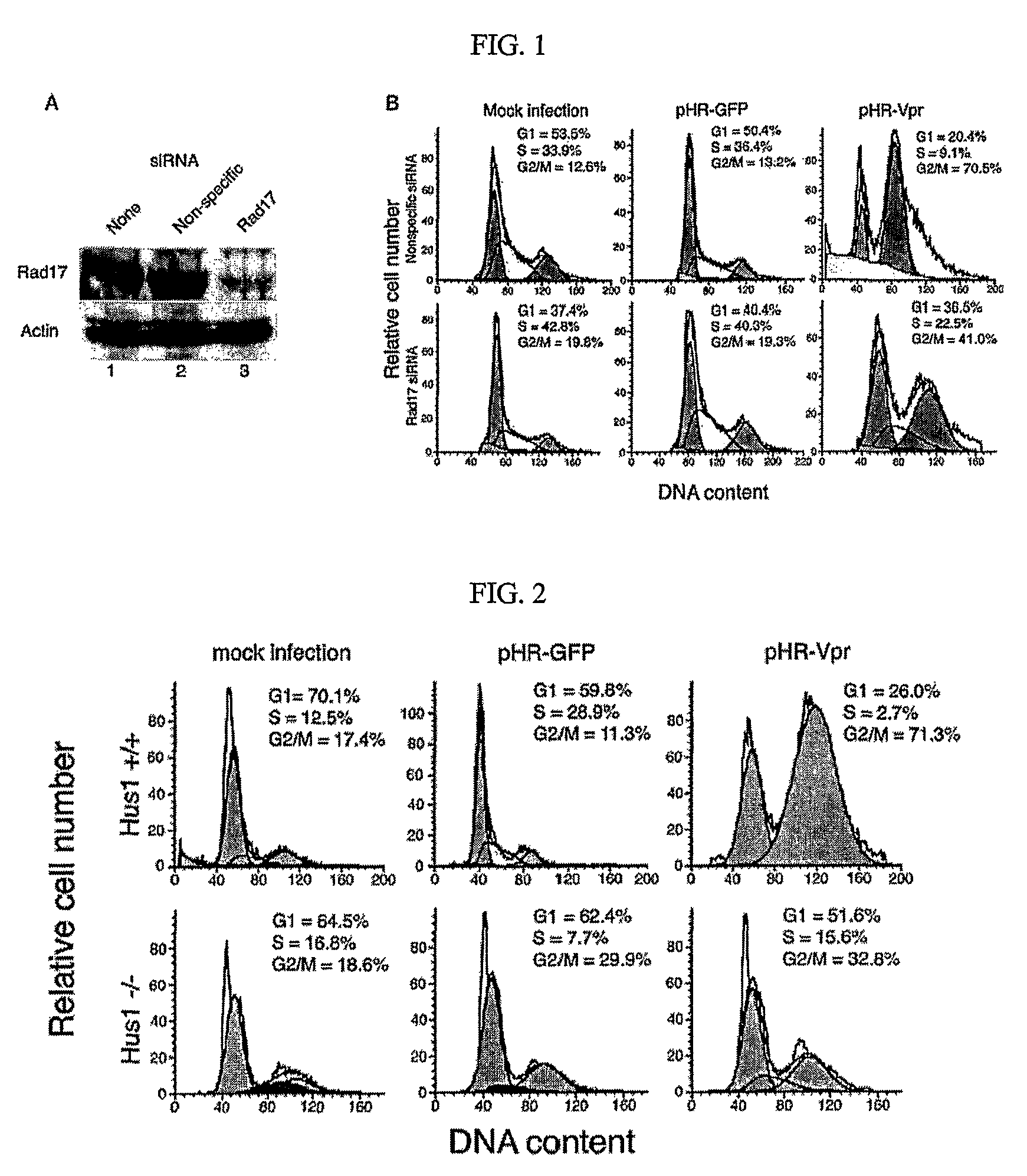 Cell cycle arrest and apoptosis