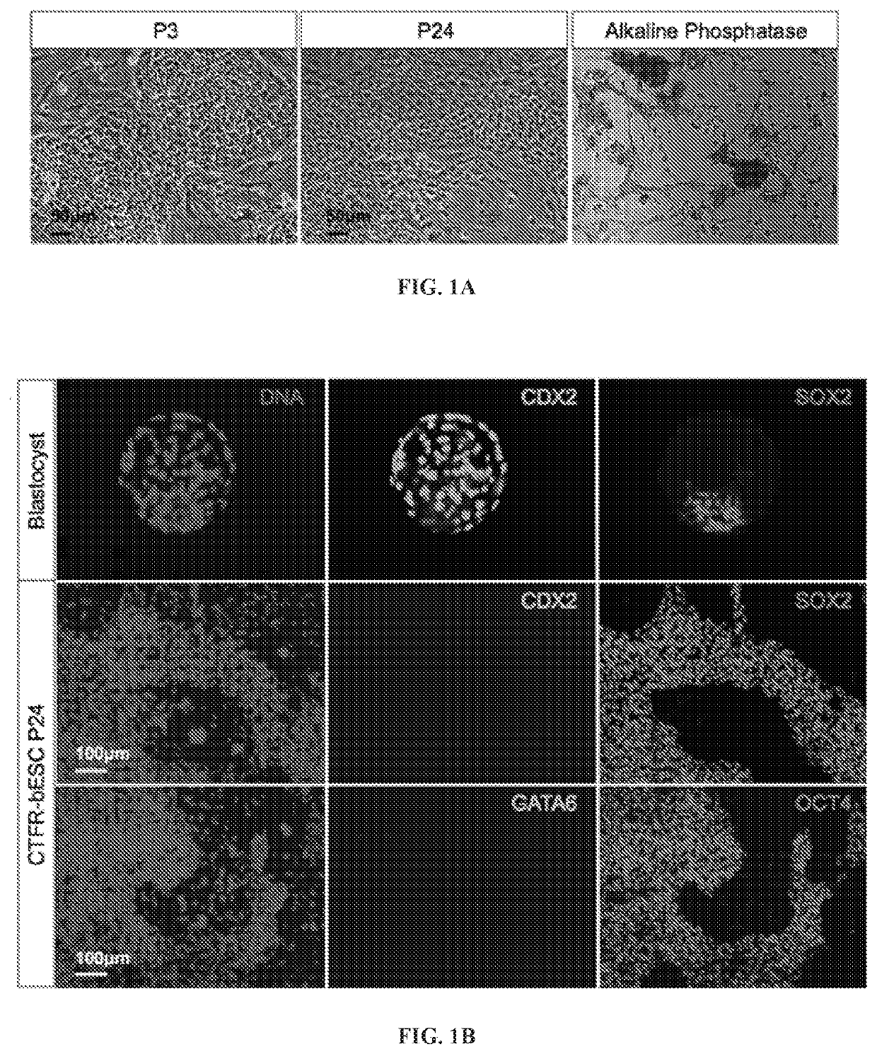 Efficient derivation of stable pluripotent bovine embryonic stem cells