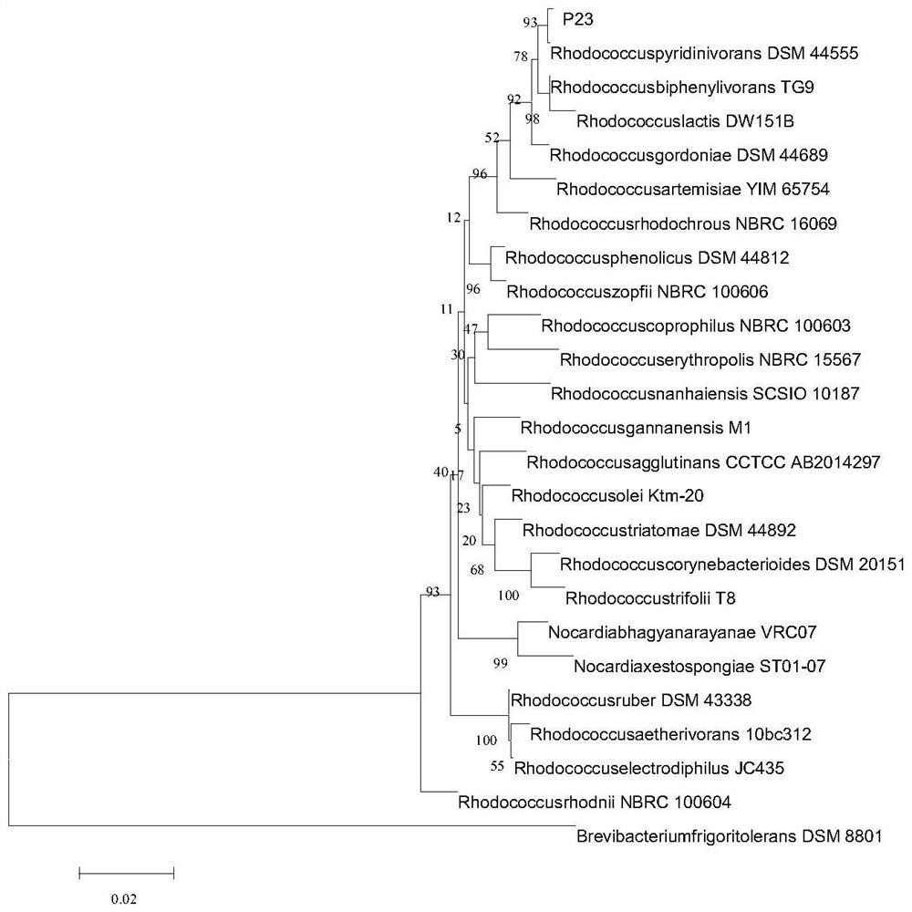 Rhodococcus pyridinivorans and application thereof in production of PHBV