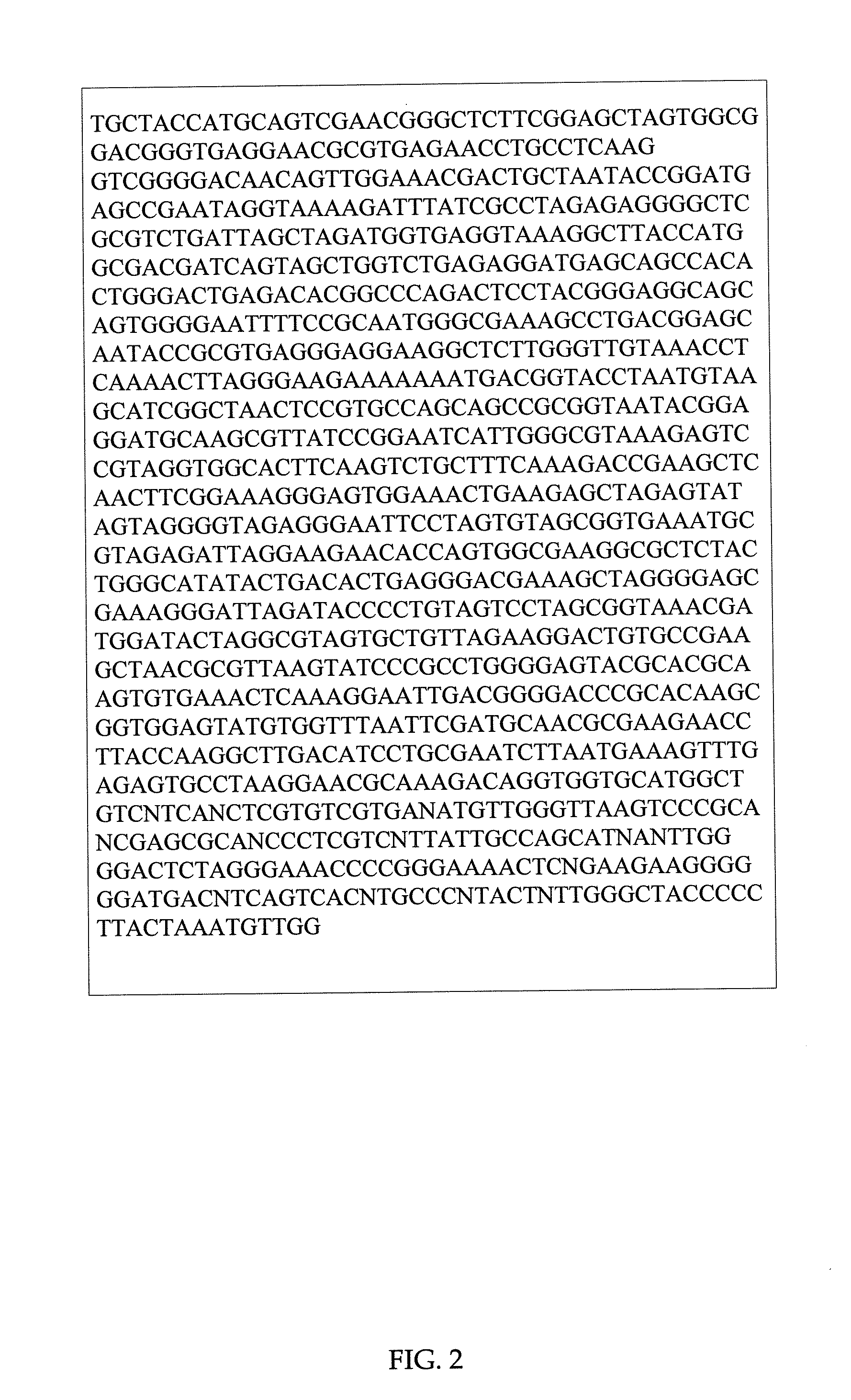 Cyanobacterial Isolates Having Auto-Flocculation and Settling Properties