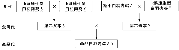 Forage-saving breeding method for parent generation white feather broilers and commercial white feather broilers