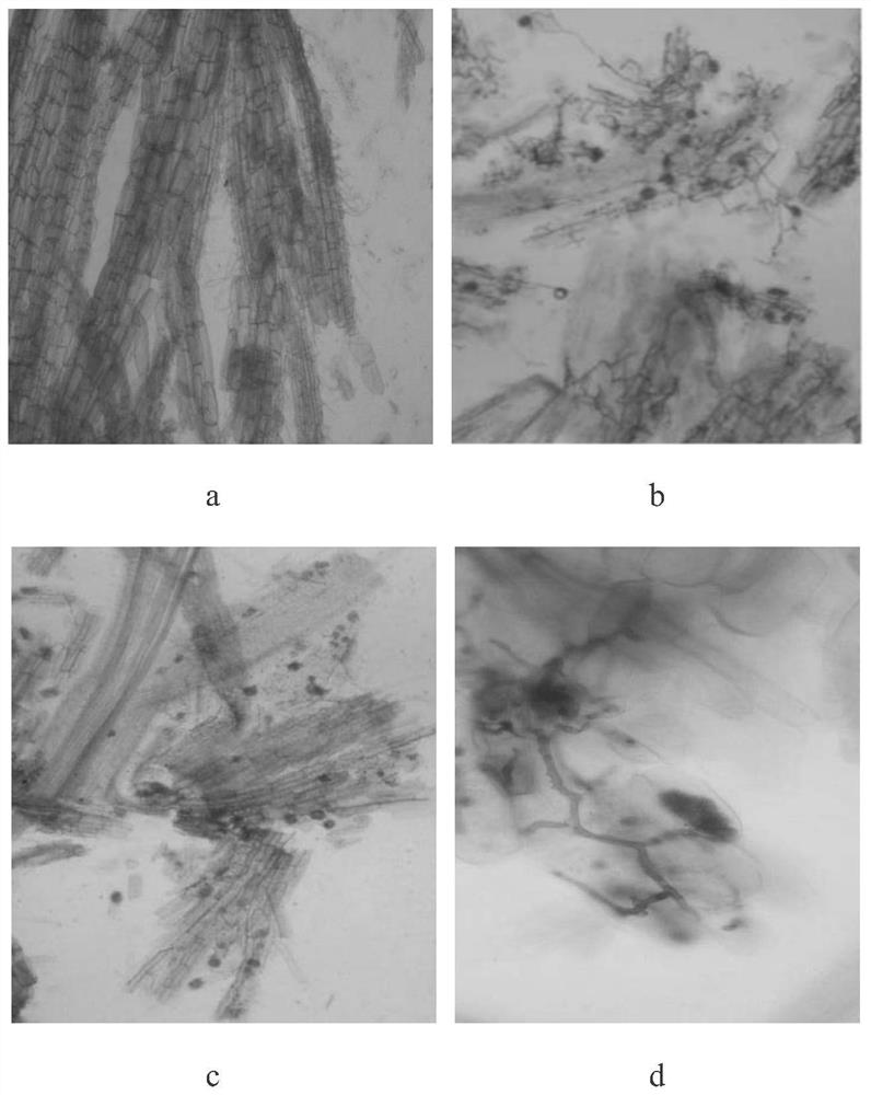 A method of mycorrhizal inoculation to promote slope regreening