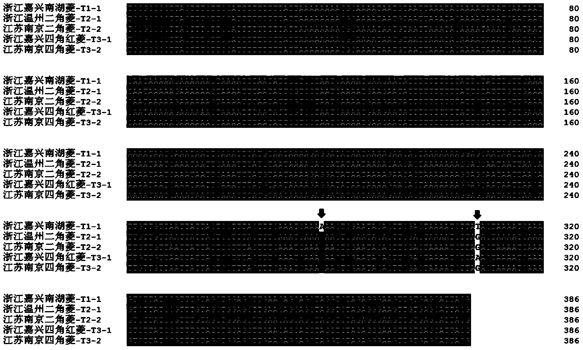 Application of trnH-psbA sequences as DNA barcodes in identifying Trapa acornis Nakano and identifying method