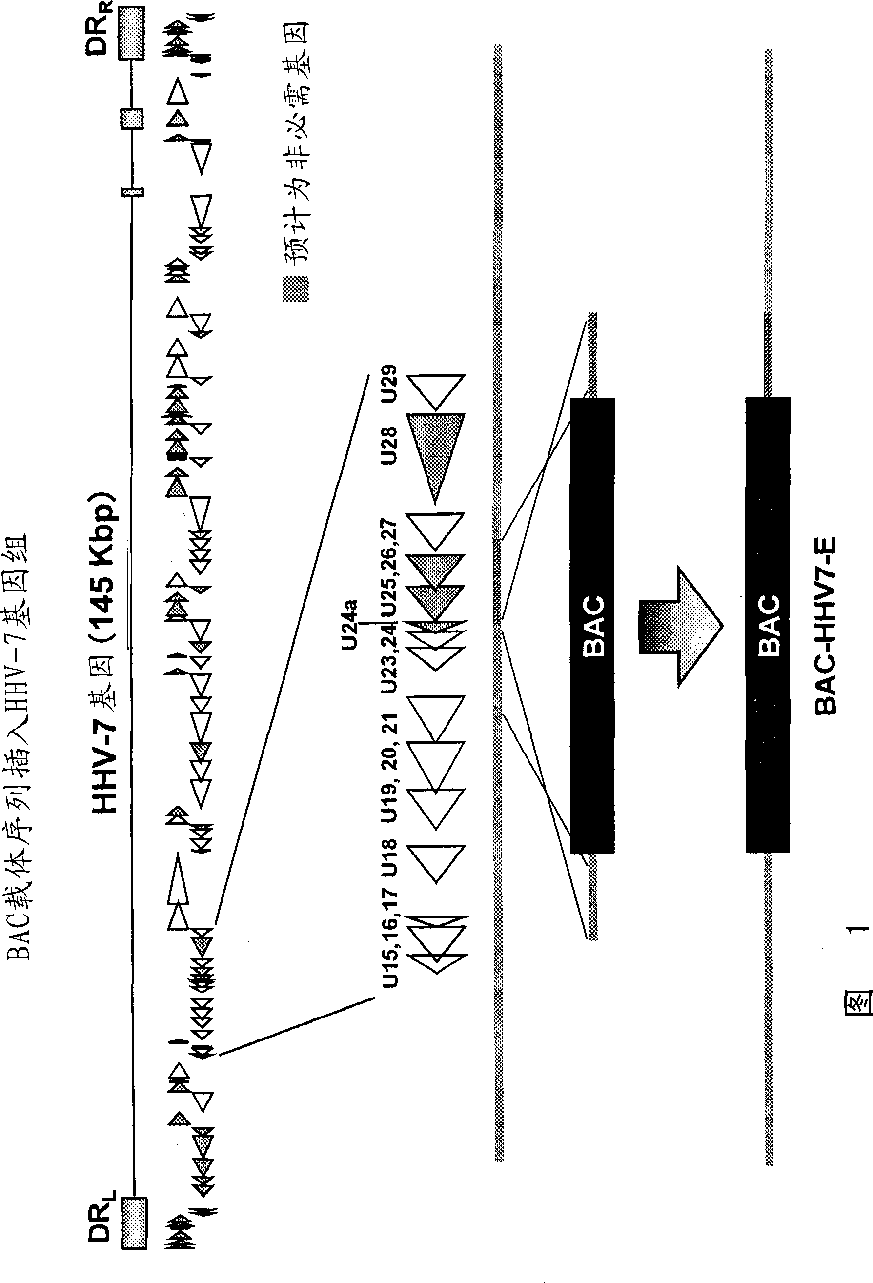 Recombinant virus vector for gene introduction in lymphocyte