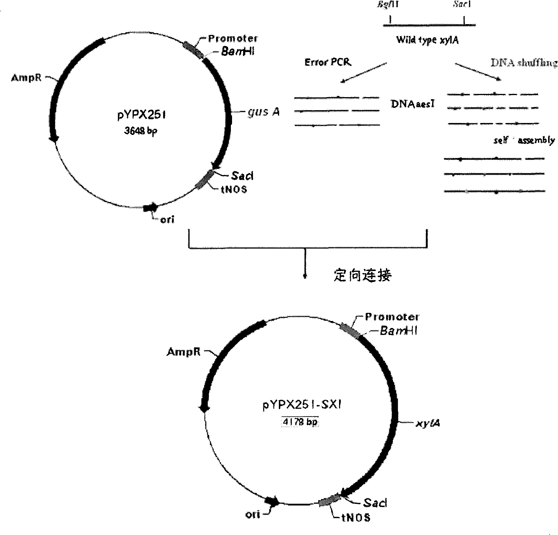 Xylose isomerase, and encoding gene and use thereof