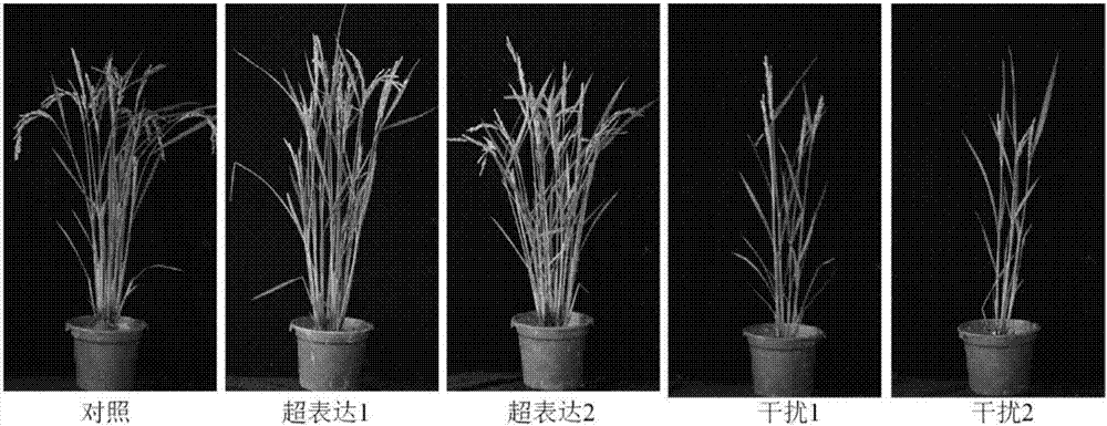Application of OsNPF5.16 gene for increasing single-plant yield of paddy rice